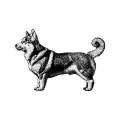 Horgi dog shown from a side view. The artwork highlights the breed’s short legs, fluffy coat, and friendly expression with fine linework and realistic texture, perfect for pet illustrations.
