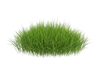 Lush green grass clump isolated on transparent background isolated on white background