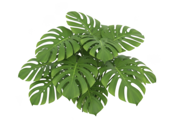 Green monstera plant leaves isolated on black background isolated on white background isolated on transparent background