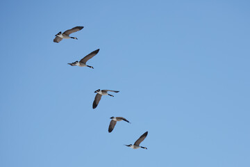 Flock of Canadian geese flying through a blue sky