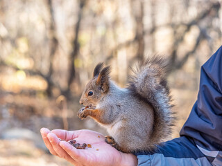 A squirrel in the spring or autumn eats nuts from a human hand. Eurasian red squirrel, Sciurus vulgaris