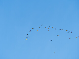 Flock of geese in flight