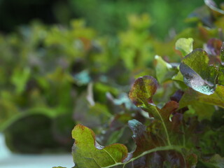 Close up fresh organic hydroponic vegetable plantation