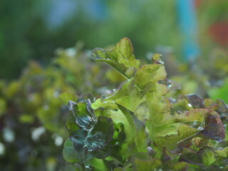Close up fresh organic hydroponic vegetable plantation