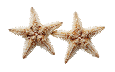Two starfish, light beige, detailed texture, close-up