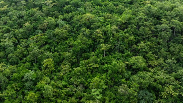 aerial view of dark green forest Abundant natural ecosystems of rainforest. Concept of nature forest preservation and reforestation.	