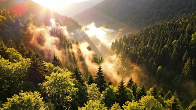 Sunlight filtering through misty forest canopy, illuminating rolling hills and lush green trees