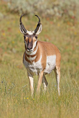 Pronghorn male standing on the grass in Lamar Valley, Yellowstone National Park, USA