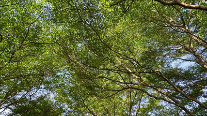 Green leaves in the garden Ivory coast almond or Black afara tree