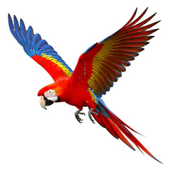 Vibrant tropical Scarlet Macaw parrot bird flying with wings outstretched for design use isolated PNG with Transparent Background