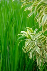 Dracaena reflexa or Varigated song of india or Pleomele with paddy as background. Nature wallpaper