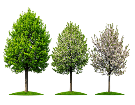 A trio of stylized trees showcasing varied foliage, lush green to flowering white, set against a transparent background