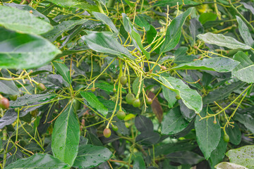 Fototapeta premium Lush green avocado tree leaves with young fruit in Popayán, Cauca, Colombia, showcasing nature's beauty.