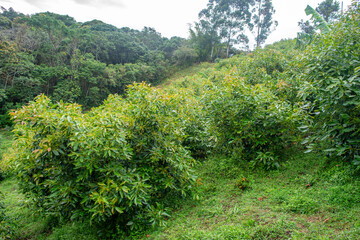 Lush avocado plants thrive in scenic Popayán, Cauca, showcasing the beauty of nature in Colombia's agricultural landscape.