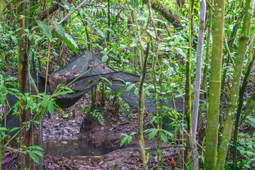 A dense jungle setting featuring rich greenery, showcasing the natural beauty of Popayán, Cauca, Colombia.