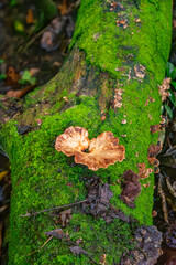 A vibrant green moss-covered log featuring unique brown fungus, showcasing the beauty of nature in Popayán, Cauca, Colombia.