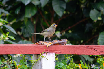 A vibrant bird stands on a wooden railing, enjoying a snack amidst lush greenery in Popayán, Cauca, Colombia.