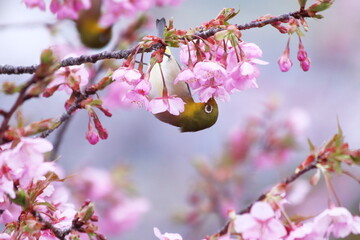 満開の河津桜と可愛いメジロ