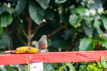 A vibrant bird standing on a red fence beside a banana, surrounded by lush green foliage in Popayán, Cauca, Colombia.