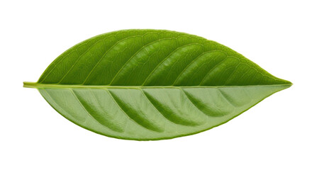 Simple black bird silhouette sitting in wild grass for nature logo or graphic design isolated PNG with Transparent Background