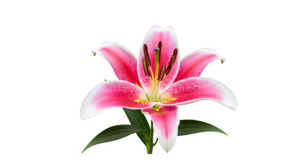 Fototapeta premium Beautiful pink and white lily flower bloom with green leaves for floral projects and decoration isolated PNG with Transparent Background