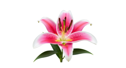 Beautiful pink and white lily flower bloom with green leaves for floral projects and decoration isolated PNG with Transparent Background