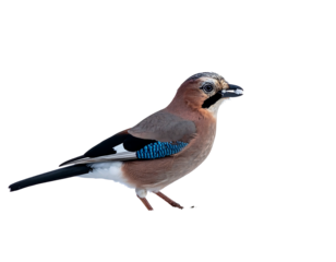 A vibrant bird, captured in profile against a void backdrop. It features shades of brown, black, blue, and white. Its beak holds a small seed