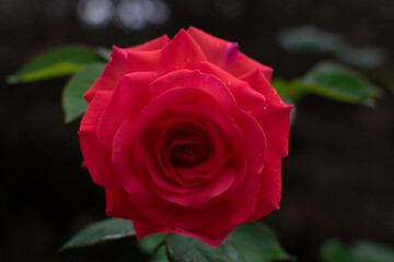 Red Rose in a garden