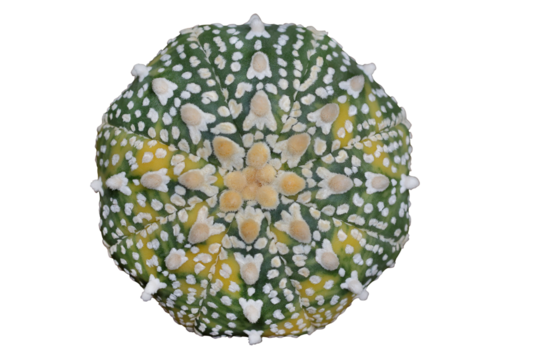 Top view of Astrophytum asterias variegated V type isolated on transparent background png file	