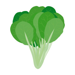 小松菜　葉物野菜のイラスト素材