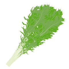 葉物野菜のイラスト素材