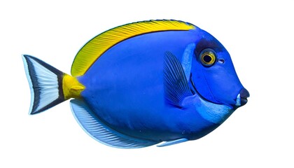 Vibrant blue fish with yellow and black fins, isolated on white