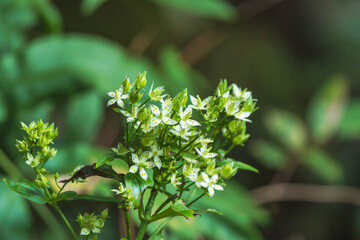 秋の森　センブリの白い花02