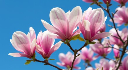 Fototapeta premium Stunning pale pink magnolia blossoms burst open against a bright blue sky, signaling the arrival of springtime and natural beauty and renewal ,blue ,sunlight ,petals