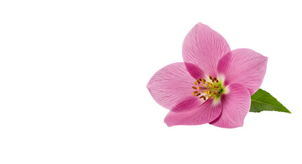 Obraz premium A single pink hellebore flower with a green leaf