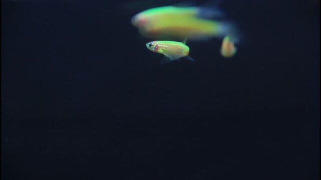 Graceful long fin danio fish swimming calmly in dark aquarium background
