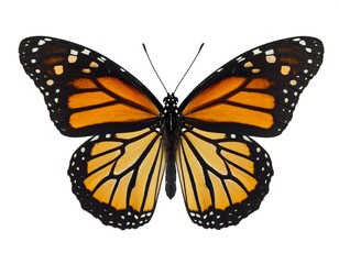 Vibrant close-up of a monarch butterfly with black, orange, and white patterns