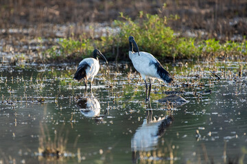 Ibis sacrés