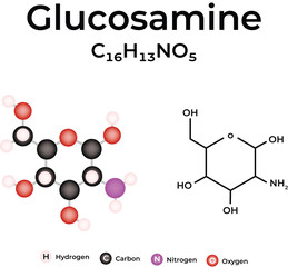 Glucosamine Chemical Structure and Molecular Model Vector Illustration