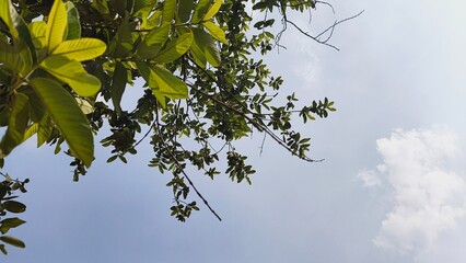 Beautiful lush green leaves against bright blue sky create a sense of peace and tranquility in nature