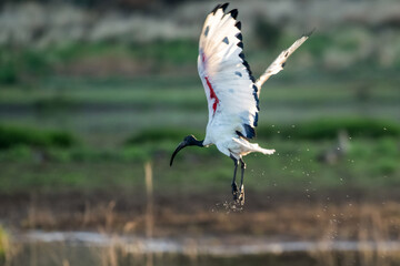 Ibis sacré en vol