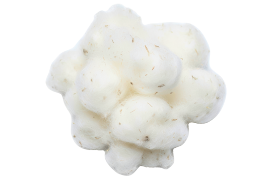 Macro shot of a natural unprocessed cotton fiber seed cluster isolated on transparent background