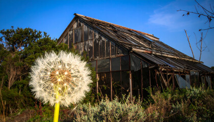 Giant dandelion seed head against old weathered greenhouse exterior