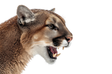 Close-up of a mountain lion's head, mouth open in a snarl against a stark black background