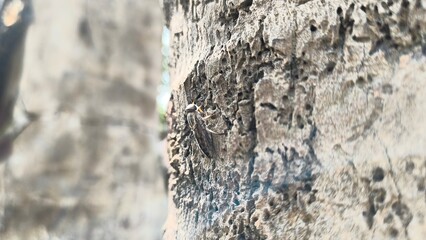Macro view of a Tabanus bishoppi, also known as the Bishopp horse fly, on tree bark