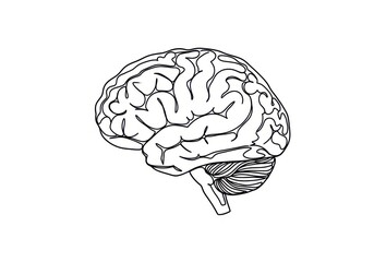 Detailed line drawing of a human brain in profile