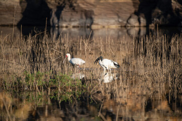 Ibis sacrés et spatule blanche dans une zone humide en Namibie