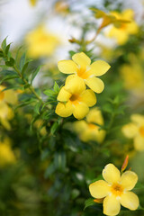 Vibrant yellow flowers bloom with soft green bokeh background