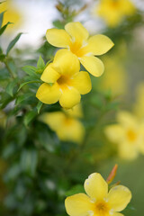 Fototapeta premium Vibrant yellow flowers bloom with soft green bokeh background