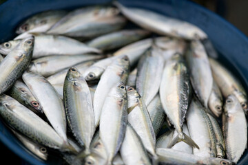 Freshly caught fish piled in a blue bowl ready for market
